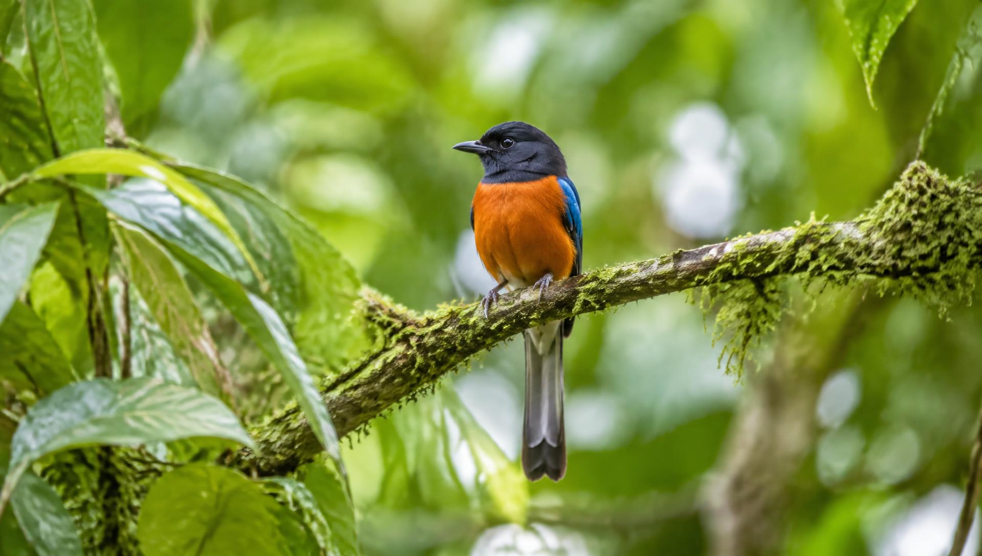 Forest bird on a mossy branch