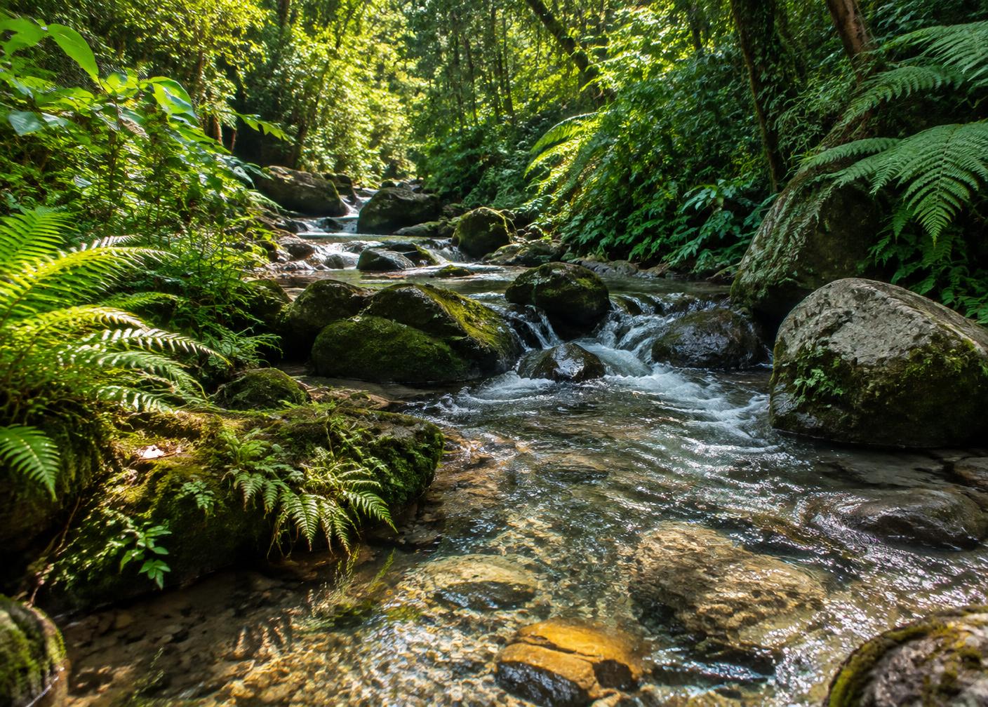 Ferns beside a forest stream