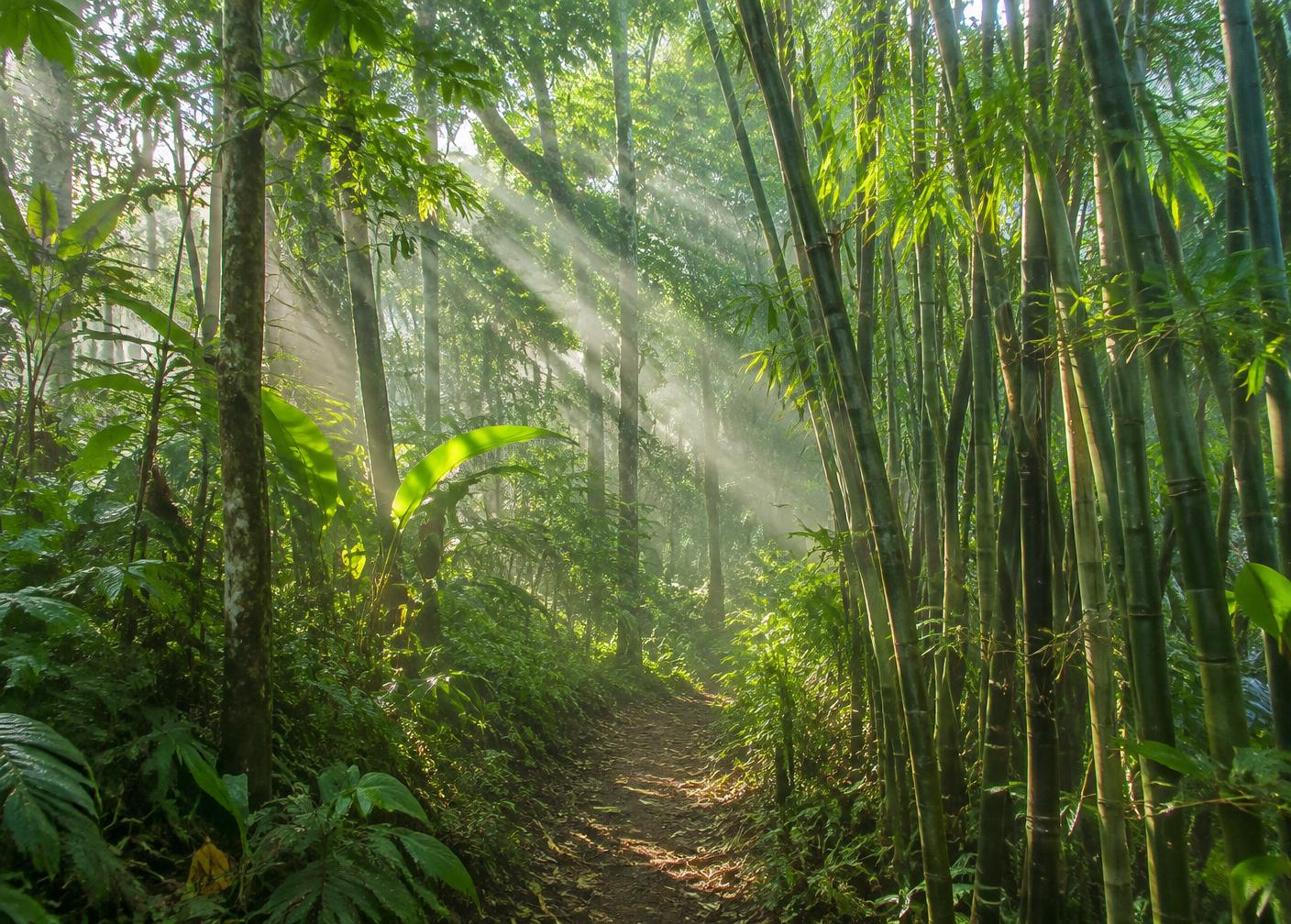 Sunlit forest walking trail